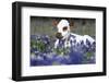 Texas Longhorn Calf in Bluebonnets (Lupine Sp.), Texas Hill Country, Burnet, Texas-Lynn M^ Stone-Framed Photographic Print