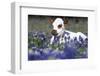 Texas Longhorn Calf in Bluebonnets (Lupine Sp.), Texas Hill Country, Burnet, Texas-Lynn M^ Stone-Framed Photographic Print