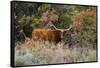 Texas Longhorn Cattle in Grassland-Larry Ditto-Framed Stretched Canvas