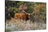 Texas Longhorn Cattle in Grassland-Larry Ditto-Stretched Canvas