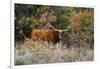 Texas Longhorn Cattle in Grassland-Larry Ditto-Framed Photographic Print