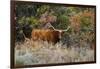 Texas Longhorn Cattle in Grassland-Larry Ditto-Framed Photographic Print