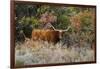 Texas Longhorn Cattle in Grassland-Larry Ditto-Framed Photographic Print