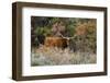 Texas Longhorn Cattle in Grassland-Larry Ditto-Framed Photographic Print