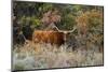 Texas Longhorn Cattle in Grassland-Larry Ditto-Mounted Photographic Print