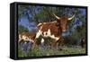 Texas Longhorn Cow in Field of Bluebonnets (Lupine Sp.), Marble Falls, Texas, USA-Lynn M^ Stone-Framed Stretched Canvas