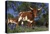Texas Longhorn Cow in Field of Bluebonnets (Lupine Sp.), Marble Falls, Texas, USA-Lynn M^ Stone-Stretched Canvas