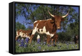 Texas Longhorn Cow in Field of Bluebonnets (Lupine Sp.), Marble Falls, Texas, USA-Lynn M^ Stone-Framed Stretched Canvas