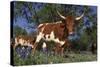 Texas Longhorn Cow in Field of Bluebonnets (Lupine Sp.), Marble Falls, Texas, USA-Lynn M^ Stone-Stretched Canvas