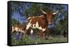 Texas Longhorn Cow in Field of Bluebonnets (Lupine Sp.), Marble Falls, Texas, USA-Lynn M^ Stone-Framed Stretched Canvas