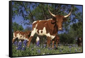 Texas Longhorn Cow in Field of Bluebonnets (Lupine Sp.), Marble Falls, Texas, USA-Lynn M^ Stone-Framed Stretched Canvas