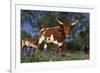 Texas Longhorn Cow in Field of Bluebonnets (Lupine Sp.), Marble Falls, Texas, USA-Lynn M^ Stone-Framed Photographic Print