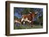 Texas Longhorn Cow in Field of Bluebonnets (Lupine Sp.), Marble Falls, Texas, USA-Lynn M^ Stone-Framed Photographic Print