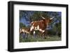 Texas Longhorn Cow in Field of Bluebonnets (Lupine Sp.), Marble Falls, Texas, USA-Lynn M^ Stone-Framed Photographic Print