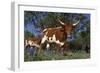 Texas Longhorn Cow in Field of Bluebonnets (Lupine Sp.), Marble Falls, Texas, USA-Lynn M^ Stone-Framed Photographic Print