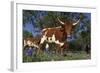 Texas Longhorn Cow in Field of Bluebonnets (Lupine Sp.), Marble Falls, Texas, USA-Lynn M^ Stone-Framed Photographic Print
