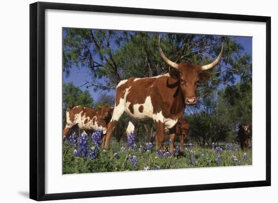 Texas Longhorn Cow in Field of Bluebonnets (Lupine Sp.), Marble Falls, Texas, USA-Lynn M^ Stone-Framed Photographic Print