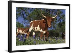 Texas Longhorn Cow in Field of Bluebonnets (Lupine Sp.), Marble Falls, Texas, USA-Lynn M^ Stone-Framed Photographic Print