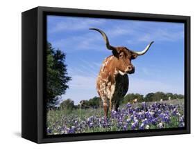Texas Longhorn Cow, in Lupin Meadow, Texas, USA-Lynn M^ Stone-Framed Stretched Canvas