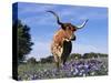 Texas Longhorn Cow, in Lupin Meadow, Texas, USA-Lynn M^ Stone-Stretched Canvas