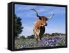 Texas Longhorn Cow, in Lupin Meadow, Texas, USA-Lynn M^ Stone-Framed Stretched Canvas