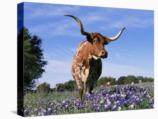 Texas Longhorn Cow, in Lupin Meadow, Texas, USA-Lynn M^ Stone-Stretched Canvas