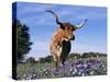 Texas Longhorn Cow, in Lupin Meadow, Texas, USA-Lynn M^ Stone-Stretched Canvas