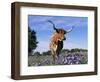 Texas Longhorn Cow, in Lupin Meadow, Texas, USA-Lynn M^ Stone-Framed Premium Photographic Print