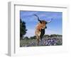 Texas Longhorn Cow, in Lupin Meadow, Texas, USA-Lynn M^ Stone-Framed Premium Photographic Print