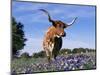 Texas Longhorn Cow, in Lupin Meadow, Texas, USA-Lynn M^ Stone-Mounted Premium Photographic Print