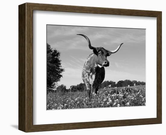 Texas Longhorn Cow, in Lupin Meadow, Texas, USA-Lynn M^ Stone-Framed Premium Photographic Print