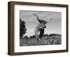 Texas Longhorn Cow, in Lupin Meadow, Texas, USA-Lynn M^ Stone-Framed Premium Photographic Print