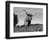 Texas Longhorn Cow, in Lupin Meadow, Texas, USA-Lynn M^ Stone-Framed Premium Photographic Print