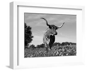 Texas Longhorn Cow, in Lupin Meadow, Texas, USA-Lynn M^ Stone-Framed Premium Photographic Print