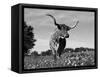 Texas Longhorn Cow, in Lupin Meadow, Texas, USA-Lynn M^ Stone-Framed Stretched Canvas