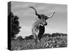 Texas Longhorn Cow, in Lupin Meadow, Texas, USA-Lynn M^ Stone-Stretched Canvas