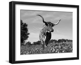 Texas Longhorn Cow, in Lupin Meadow, Texas, USA-Lynn M^ Stone-Framed Premium Photographic Print