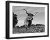 Texas Longhorn Cow, in Lupin Meadow, Texas, USA-Lynn M^ Stone-Framed Premium Photographic Print