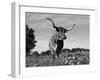 Texas Longhorn Cow, in Lupin Meadow, Texas, USA-Lynn M^ Stone-Framed Premium Photographic Print