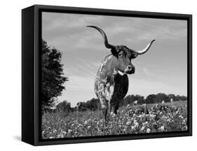 Texas Longhorn Cow, in Lupin Meadow, Texas, USA-Lynn M^ Stone-Framed Stretched Canvas