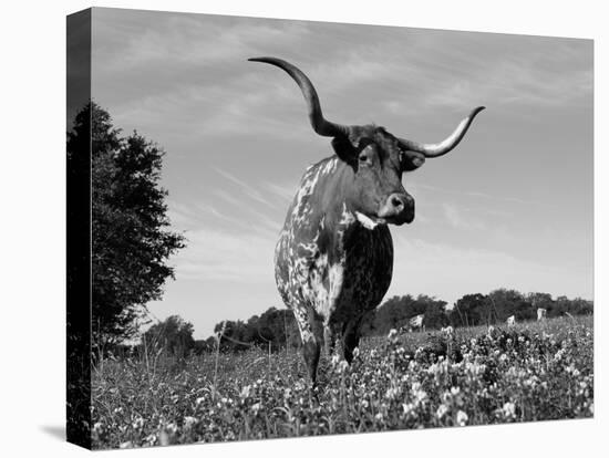 Texas Longhorn Cow, in Lupin Meadow, Texas, USA-Lynn M^ Stone-Stretched Canvas