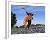 Texas Longhorn Cow, in Lupin Meadow, Texas, USA-Lynn M^ Stone-Framed Photographic Print