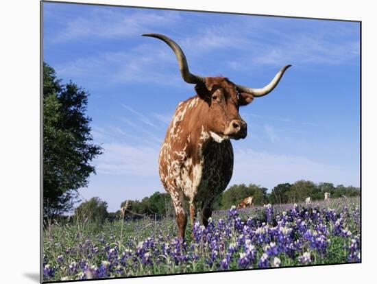 Texas Longhorn Cow, in Lupin Meadow, Texas, USA-Lynn M^ Stone-Mounted Photographic Print
