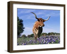 Texas Longhorn Cow, in Lupin Meadow, Texas, USA-Lynn M^ Stone-Framed Photographic Print