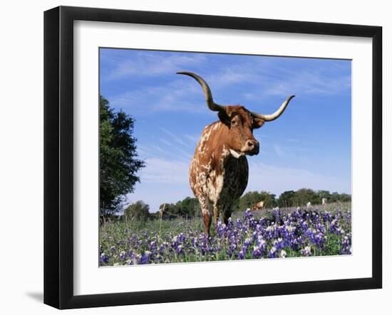 Texas Longhorn Cow, in Lupin Meadow, Texas, USA-Lynn M^ Stone-Framed Photographic Print