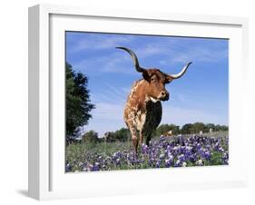 Texas Longhorn Cow, in Lupin Meadow, Texas, USA-Lynn M^ Stone-Framed Photographic Print