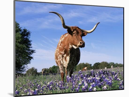 Texas Longhorn Cow, in Lupin Meadow, Texas, USA-Lynn M^ Stone-Mounted Photographic Print