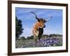 Texas Longhorn Cow, in Lupin Meadow, Texas, USA-Lynn M^ Stone-Framed Photographic Print