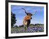 Texas Longhorn Cow, in Lupin Meadow, Texas, USA-Lynn M^ Stone-Framed Photographic Print