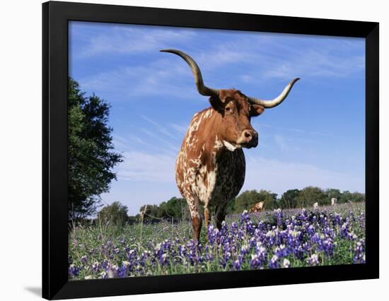 Texas Longhorn Cow, in Lupin Meadow, Texas, USA-Lynn M^ Stone-Framed Photographic Print